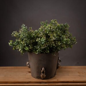 Green Amaranthus