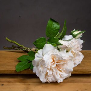Butter Portland Rose