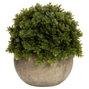 Small Giana Eucalyptus Plant In Grey Pot