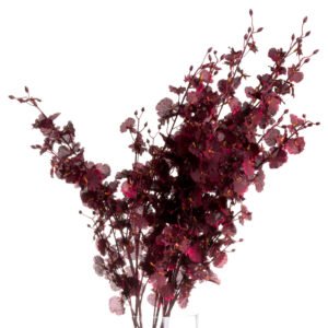 Burgundy Aster Spider Chrysanthemum Stem