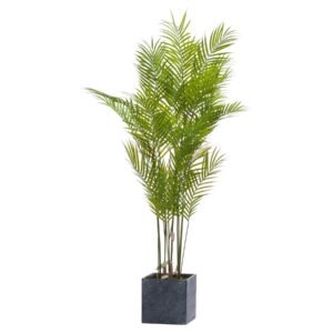 Large White Allium Plant In Pot