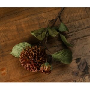 Burgundy Aster Spider Chrysanthemum Stem