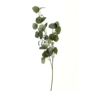 Eucalyptus Spray