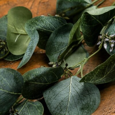 Eucalyptus Stem Spray