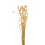 Bouquet Of Dried Protea