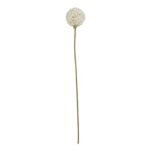 The Natural Garden Collection White & Apricot Allium