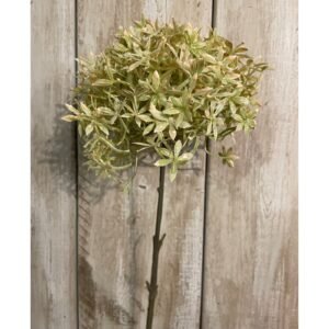White Dahlia Stem