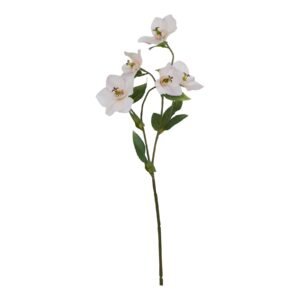 Large White Poppy Stem