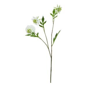 The Natural Garden Collection White & Apricot Allium