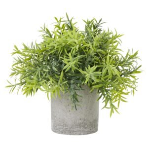 Large Blue Agapanthus Plant In Pot