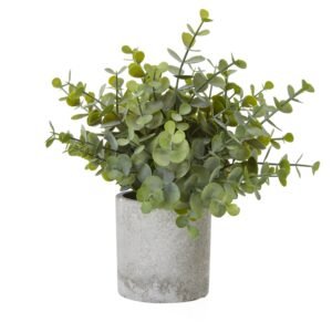 Large White Allium Plant In Pot