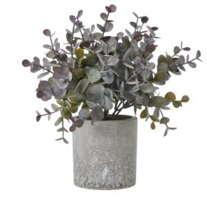 Large White Allium Plant In Pot