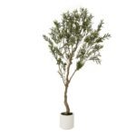Apulia Olive Tree In White Pot 180Cm