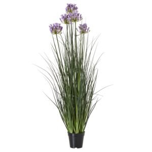 Large Blue Agapanthus Plant In Pot