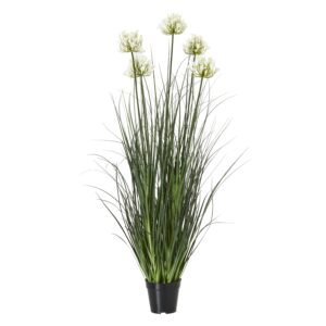 Large White Allium Plant In Pot