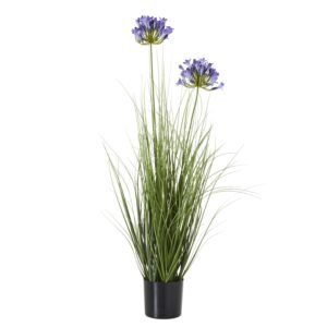 White Agapanthus Plant In Pot