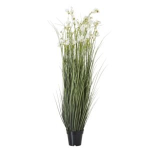 Large Blue Agapanthus Plant In Pot