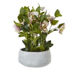 Small Giana Eucalyptus Plant In Grey Pot
