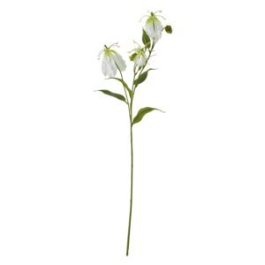 Cream Protea Lorea Stem