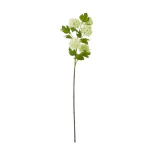 Green Hellebore Plant In Taupe Pot