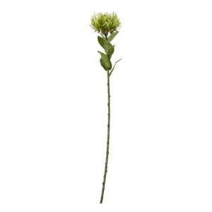 Green Hellebore Plant In Taupe Pot
