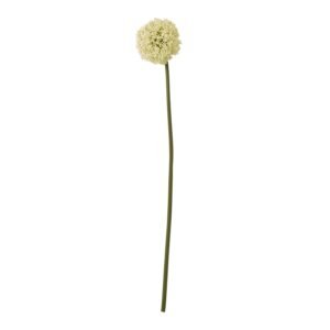 Fireball Calla Lily