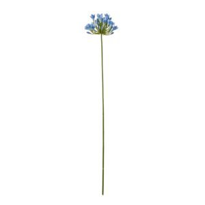 Large White Allium Plant In Pot