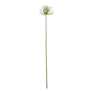 Cream Protea Lorea Stem