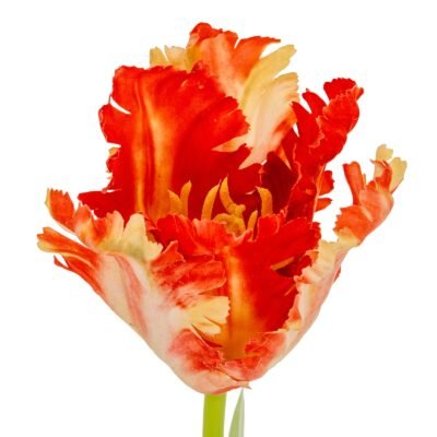 Flame Orange Parrot Tulip